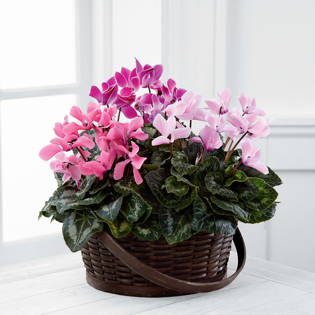 Mixed Cyclamen Planter – The Total Event Li Inc, Bethpage NY