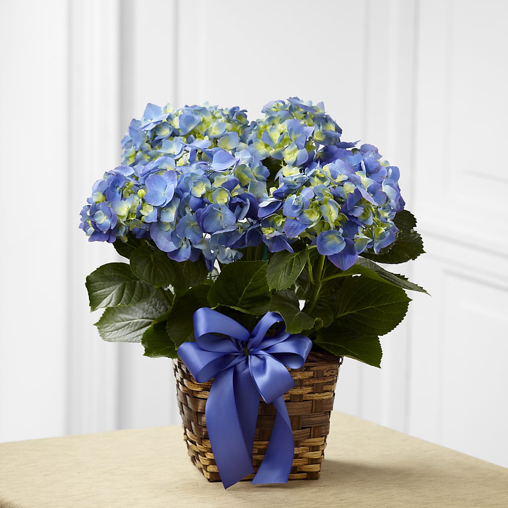 Blue Hydrangea Planter – The Total Event Li Inc, Bethpage NY