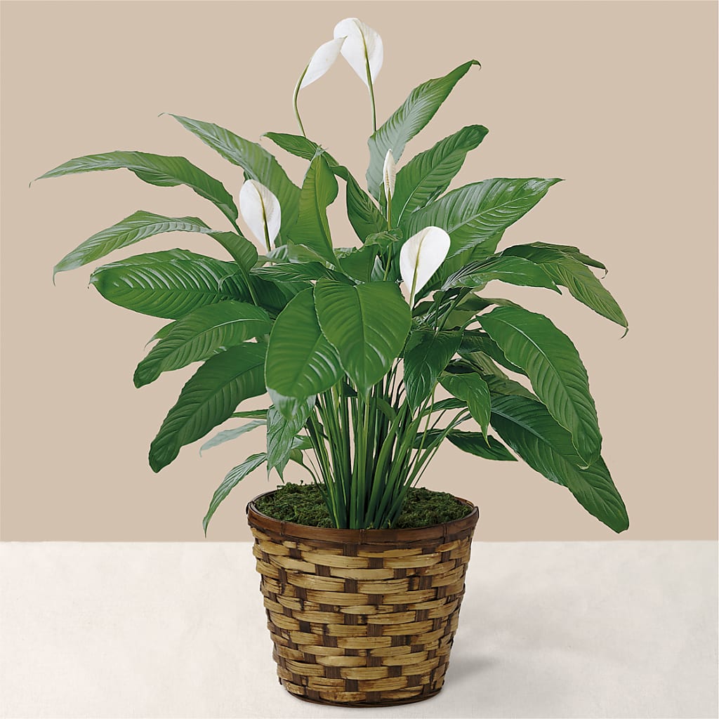 Tranquil Moments Peace Lily Plant – The Total Event Li Inc, Bethpage NY