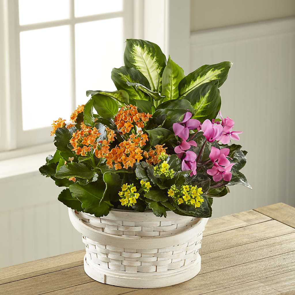 Color Crush Dishgarden – The Total Event Li Inc, Bethpage NY