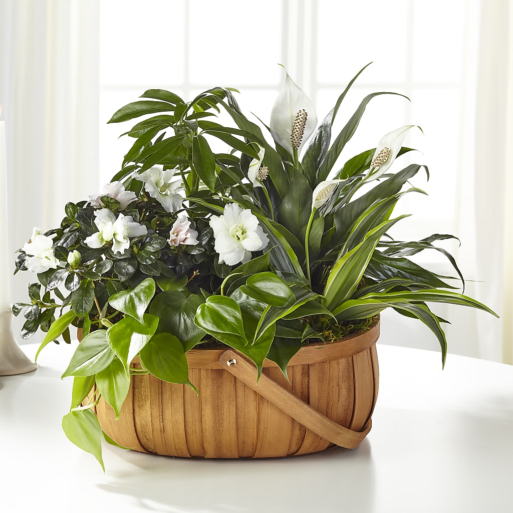 Serene Dishgarden – The Total Event Li Inc, Bethpage NY