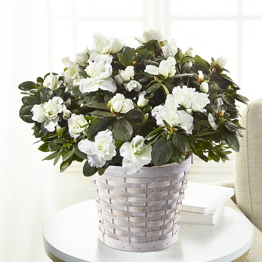 White Azalea Plant – The Total Event Li Inc, Bethpage NY