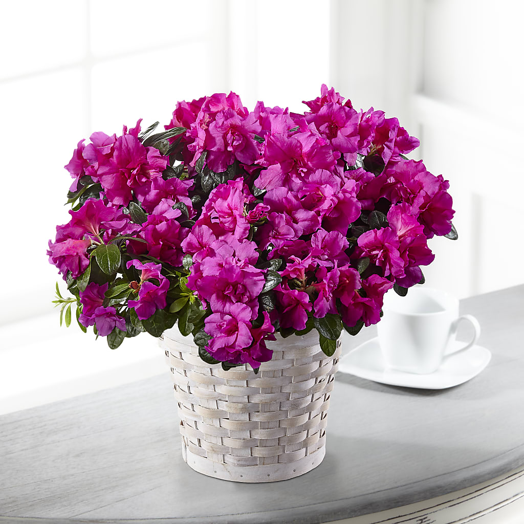 Hope & Serenity Azalea Plant – The Total Event Li Inc, Bethpage NY