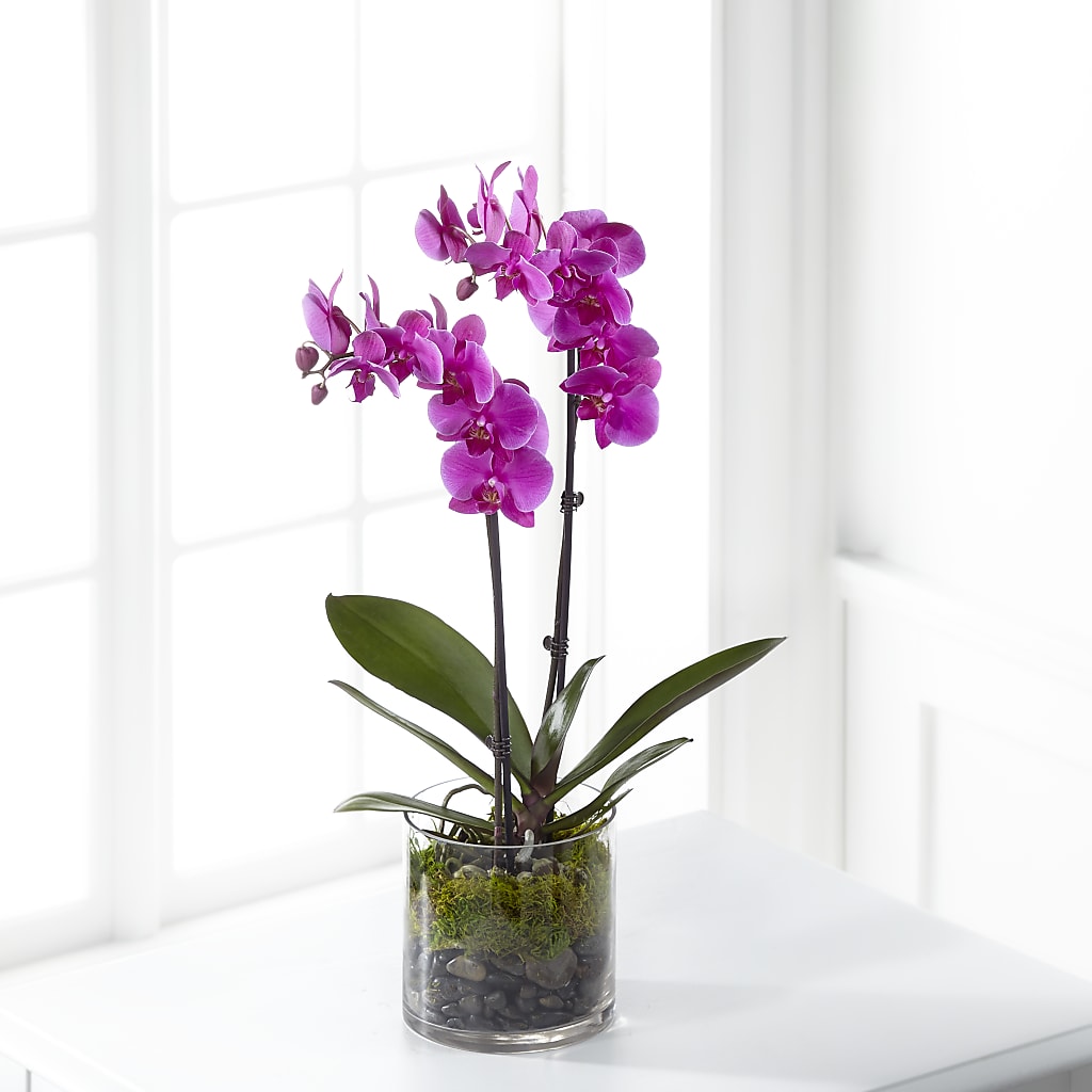 Pink Orchid Plant – The Total Event Li Inc, Bethpage NY