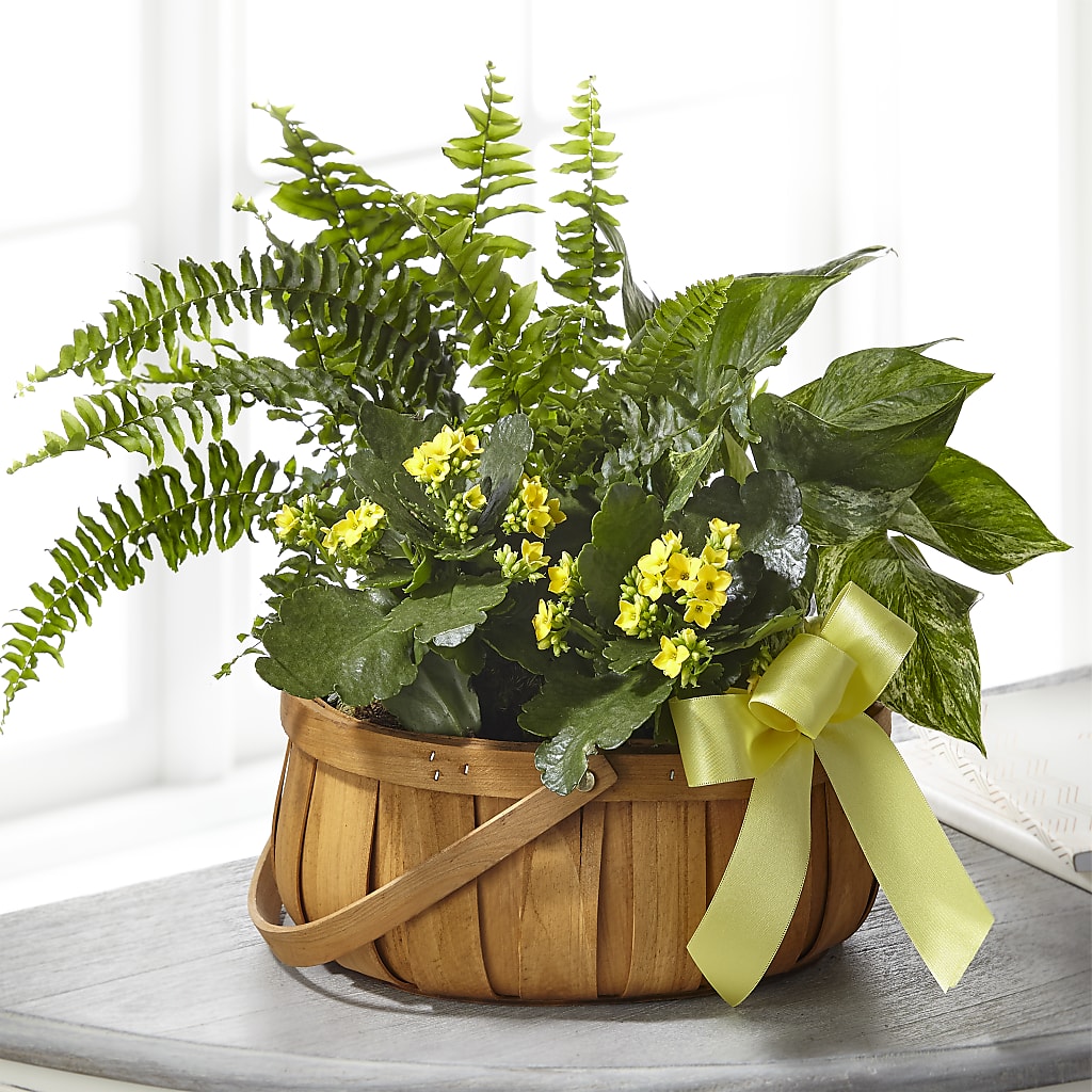 Always Dear Dishgarden – The Total Event Li Inc, Bethpage NY
