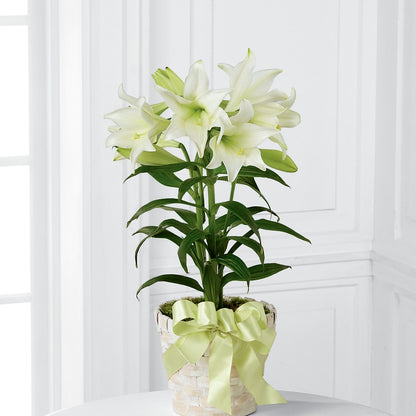 Easter Lily Plant –  The Total Event Li Inc, Bethpage NY
