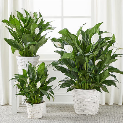 A New Leaf Peace Lily –  The Total Event Li Inc, Bethpage NY